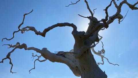 Baum-Skulptur von Ugo Rondinone