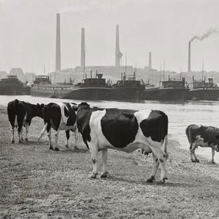 Kühe an der Ruhrmündung, Duisburg 1930