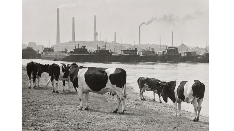 Kühe an der Ruhrmündung, Duisburg 1930