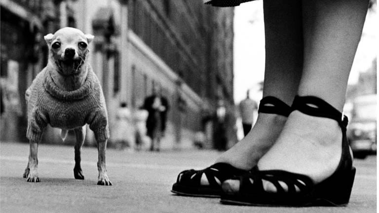 Ein hechelnder Chihuahua und Frauenbeine in Sandalen mit Keilabsatz, USA, NYC, 1946