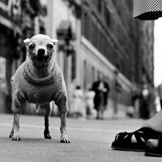 Ein hechelnder Chihuahua und Frauenbeine in Sandalen mit Keilabsatz, USA, NYC, 1946