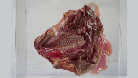 Schwein - Fleisch in Acrylglas