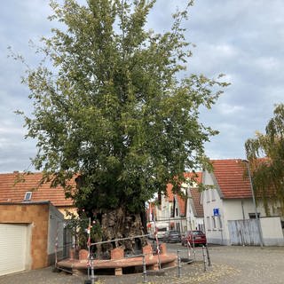 Die Ulme, auch Lutherbaum genannt,  in Pfiffligheim, Stadtteil von Worms