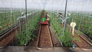 Der Westhof. Handarbeit beim Bio-Tomatenanbau im Riesengewächshaus hinterm Deich.