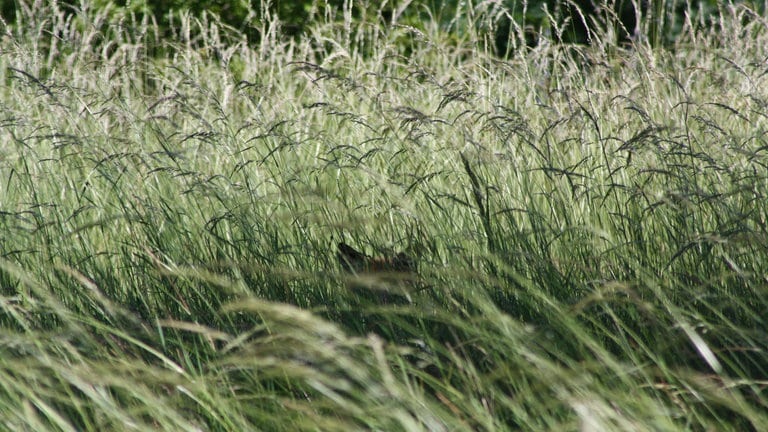 Fuchs im Feld 