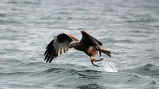 Adler beim Fischfang