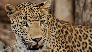 Leopard, Ranthambore Nationalpark, Rajasthan, Indien, Asien 