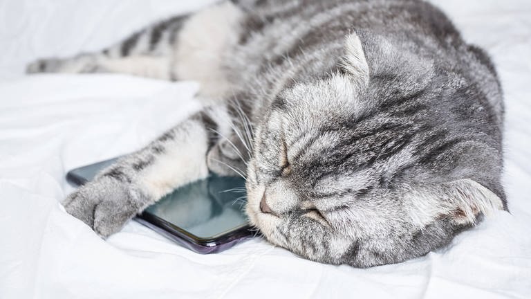 Katzen als Handy-Schmuggler