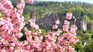 Kirschblüten vor Heidelberger Schloss