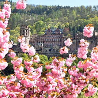 Kirschblüten vor Heidelberger Schloss