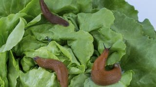 a slug in the garden eating a lettuce leaf. snail invasion in the garden