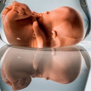 Modell eines Embryos in einem Laborglas