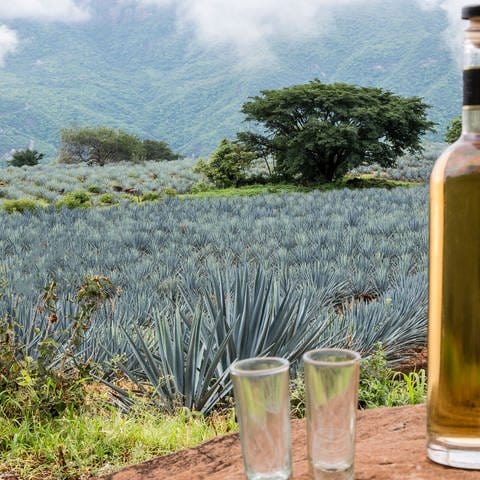 Landscape of planting of agave plants to produce tequila. Tequila bottle on big stones. Symbolfoto.