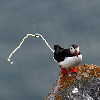 Ein Vogel entledigt sich eines Geschäfts