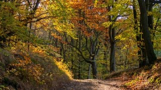 Herbstlich gefärbte Bäume, zumeist Buchen, an einem Wanderweg bei Altkünkendorf  