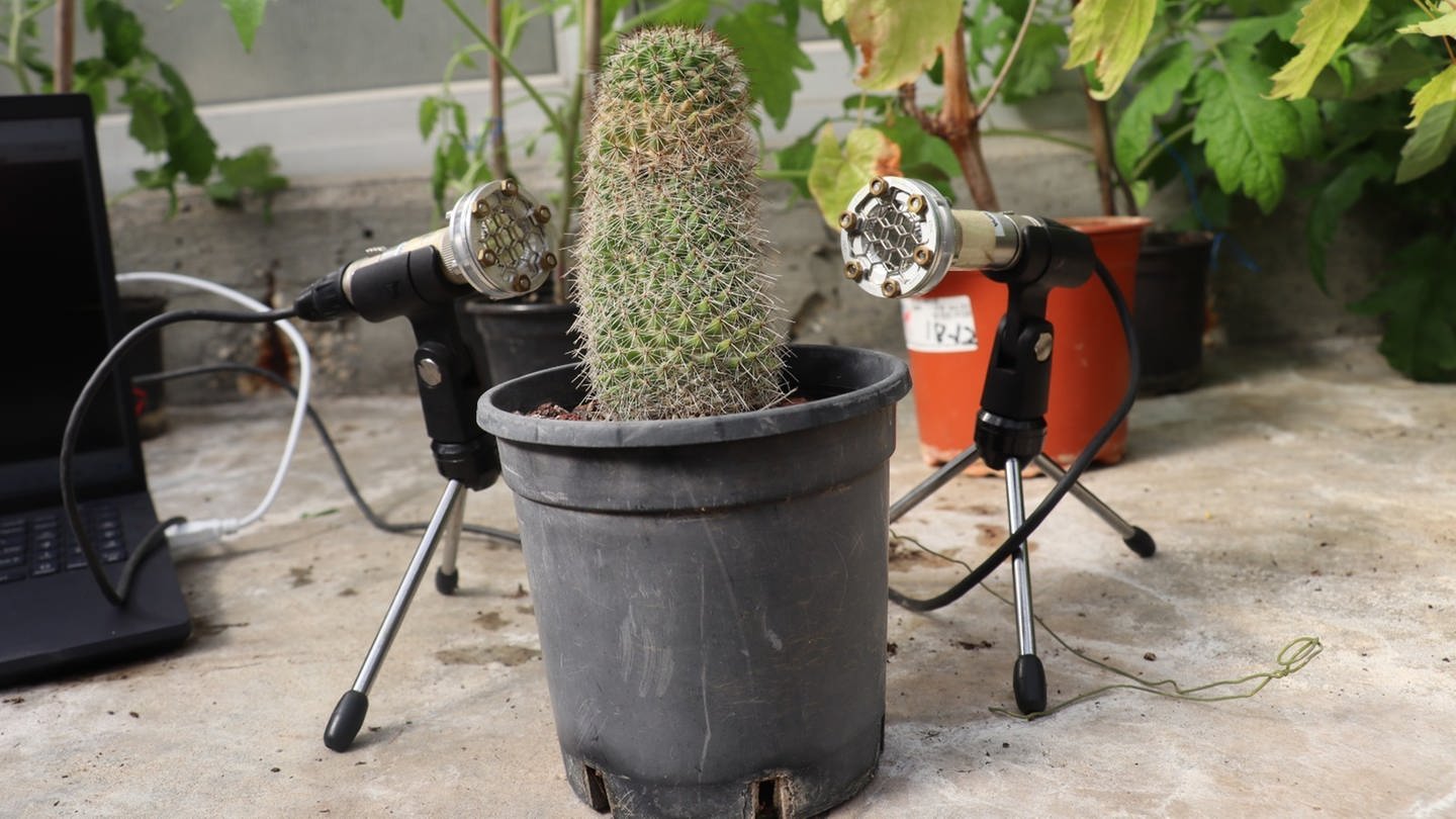 Das am 30.3.2023 von der Universität von Tel Aviv herausgegebene Bild zeigt zwei Mikrofone die neben einem Kaktus stehen.