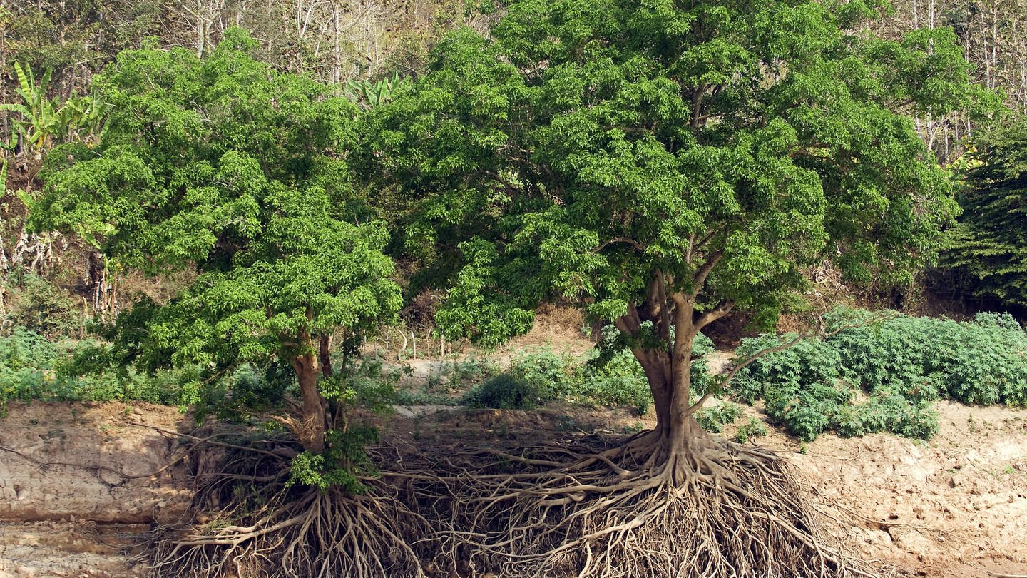 Feigenbaum mit Wurzelwerk in Laos