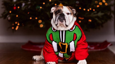 Ein Hund im Ugly Christmas Sweater