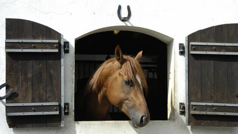 Pferd in einem Stall, über dem Fenster hängt ein Hufeisen 