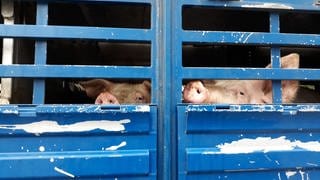 Anlieferung der Schweine zum Schlachthof