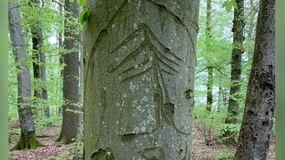 Zeitzeugen des Zweiten Weltkriegs: Baumritzungen – sogenannte „Arborglyphen“ – Im Gilzemer Wellbüsch, einem Waldstück in der Südeifel, 