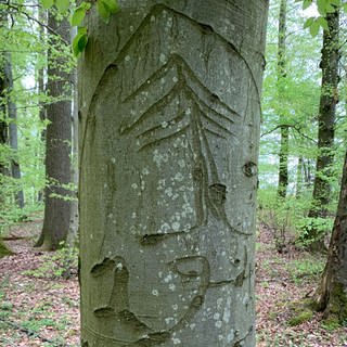 Zeitzeugen des Zweiten Weltkriegs: Baumritzungen – sogenannte „Arborglyphen“ – Im Gilzemer Wellbüsch, einem Waldstück in der Südeifel, 
