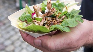 Snack mit Insekten: Ein Mann hält eine Schale mit Heuschrecken, Mehl- und Buffalowürmern auf Salat. 