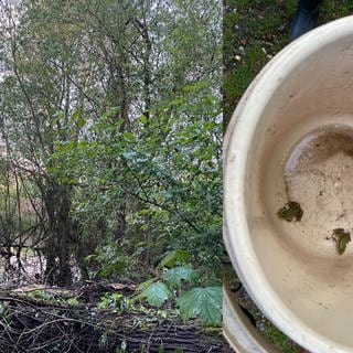 Gewässer (sanierungsvedürftig) im Hemsbach. Vier Wasserfrösche.