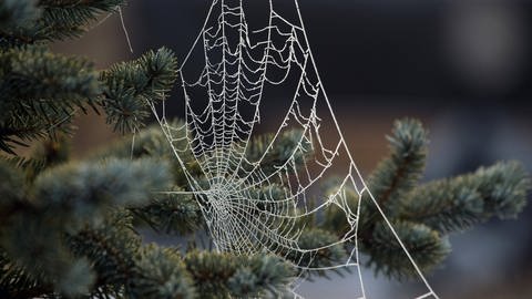 Weihnachten in aller Welt: Spinnweben als Dekoration in der Ukraine