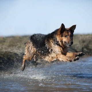 Bilder zum Artikel "Der Schäferhund" 