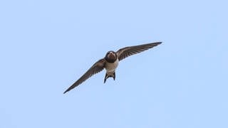 Rauchschwalbe (Hirundo rustica), im Flug, Frontalaufnahme, Deutschland, Bayern. Archivfoto.