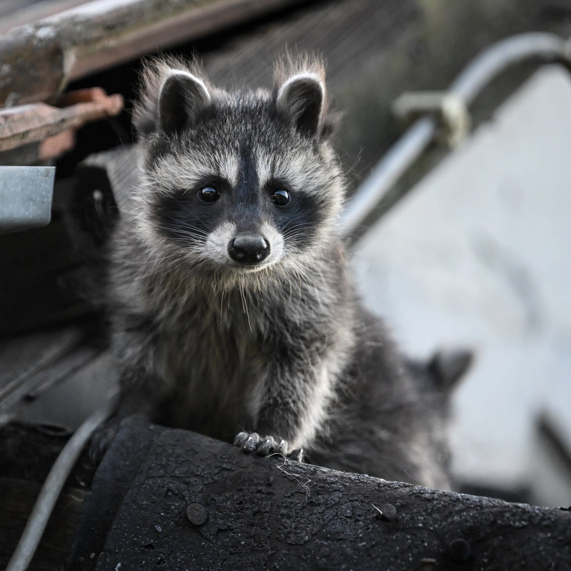 Von Waschbär bis Traubenkirsche – Wie umgehen mit invasiven Arten?