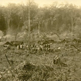 Schwarz-Weiß-Foto deutsche Siedler roden den brasilianischen Regenwald
