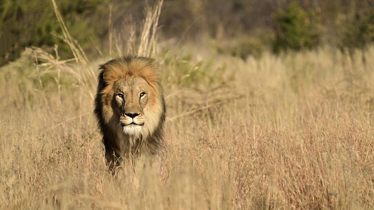 Male Lion Panthera Leo pacing Through The Tall Graß in The savannah, Okonjima Game Farm, Namibia, Africa