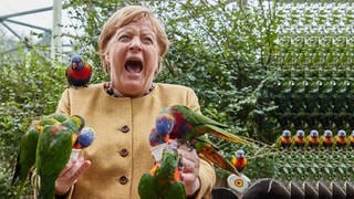 Angela Merkel hat mehrere Sittiche auf sich sitzen und reißt den Mund auf. Das Foto aus dem Jahr 2021 ist vielfach für Memes genutzt worden