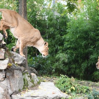 Die asiatische Löwin «Zarina» (l) springt im Gehege des Zoos in Frankfurt am Main (Hessen) unter Beobachtung von Löwe «Kumar» von einem Felsen.