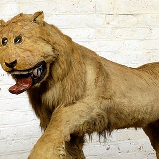 Ausgestopfter Löwe. Der Konservator, der beauftragt wurde, sich um den Löwenkörper zu kümmern, hat wahrscheinlich - angesichts des Ergebnisses - nie einen lebendigen Löwen gesehen.