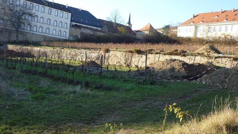 Weinreben auf dem Areal des barocken Terrassengartens in Kirchheimbolanden.