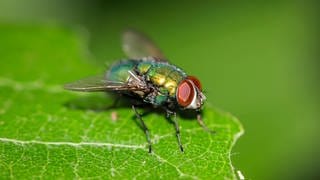 Eine Fliege, Goldfliege unbest. (Lucila spec.) auf einem Baumblatt.