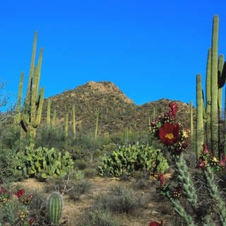 Saguaro-Kaktus, Saguarokaktus (Carnegiea gigantea, Cereus giganteus), USA, Arizona, Saguaro NP