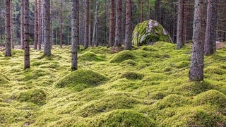 Fichtenwald mit wogendem grünen Moos und einem großen Felsblock, Schweden, Europa