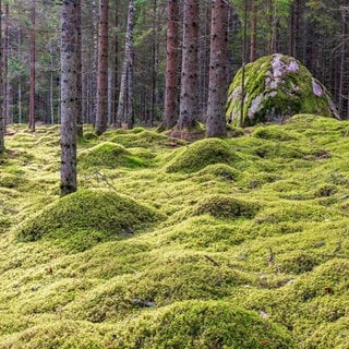 Fichtenwald mit wogendem grünen Moos und einem großen Felsblock, Schweden, Europa