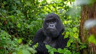 Ein Silberrücken-Berggorilla, ein Mitglied der Agasha-Familie in den Bergen des Volcanos-Nationalparks, Ruanda.