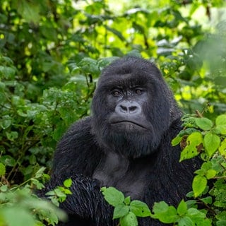 Ein Silberrücken-Berggorilla, ein Mitglied der Agasha-Familie in den Bergen des Volcanos-Nationalparks, Ruanda.