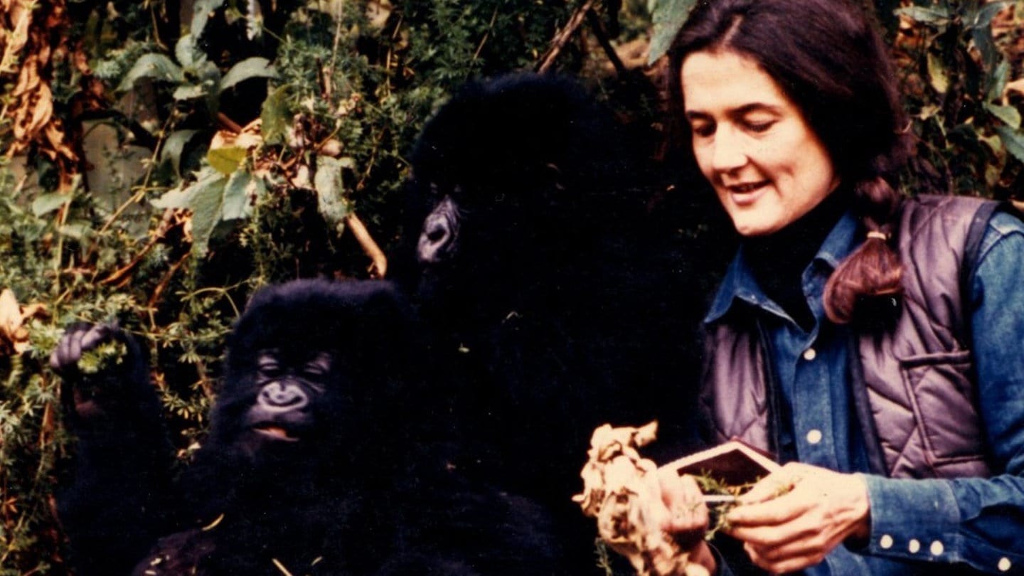 Das undatierte Foto zeigt die US-amerikanische Forscherin Dian Fossey mit einem Berggorilla bei ihrer Arbeit zum Schutz dieser Tiere zwischen Ruanda und der Demokratischen Republik Kongo.