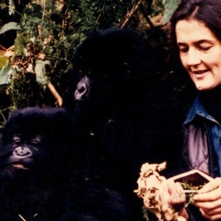 Das undatierte Foto zeigt die US-amerikanische Forscherin Dian Fossey mit einem Berggorilla bei ihrer Arbeit zum Schutz dieser Tiere zwischen Ruanda und der Demokratischen Republik Kongo.