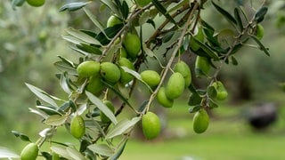 Olives ripening on an olive tree.