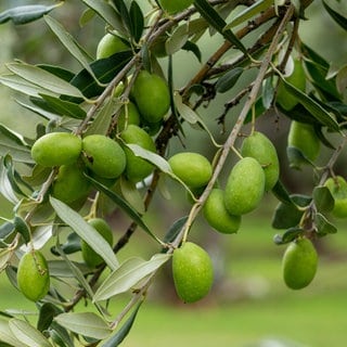 Olives ripening on an olive tree.