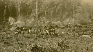 Schwarz-Weiß-Foto deutsche Siedler roden den brasilianischen Regenwald