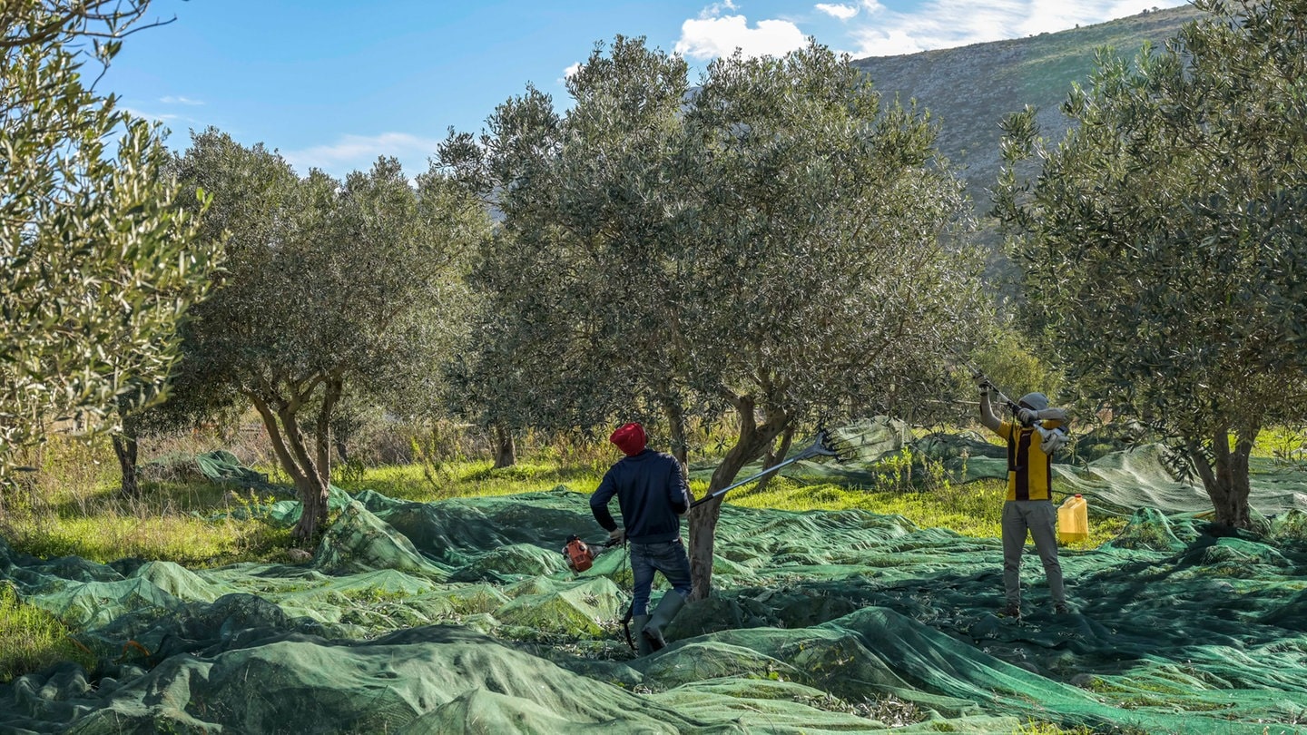 Olivenernte in Spanien. Symbolfoto